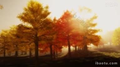 明亮的秋天树木<strong>阳光下午</strong>的场景在公园非常适合城市生活的主题